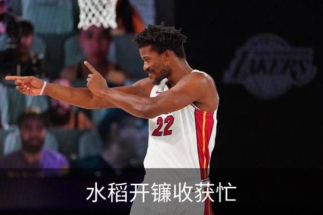 水稻开镰收获忙